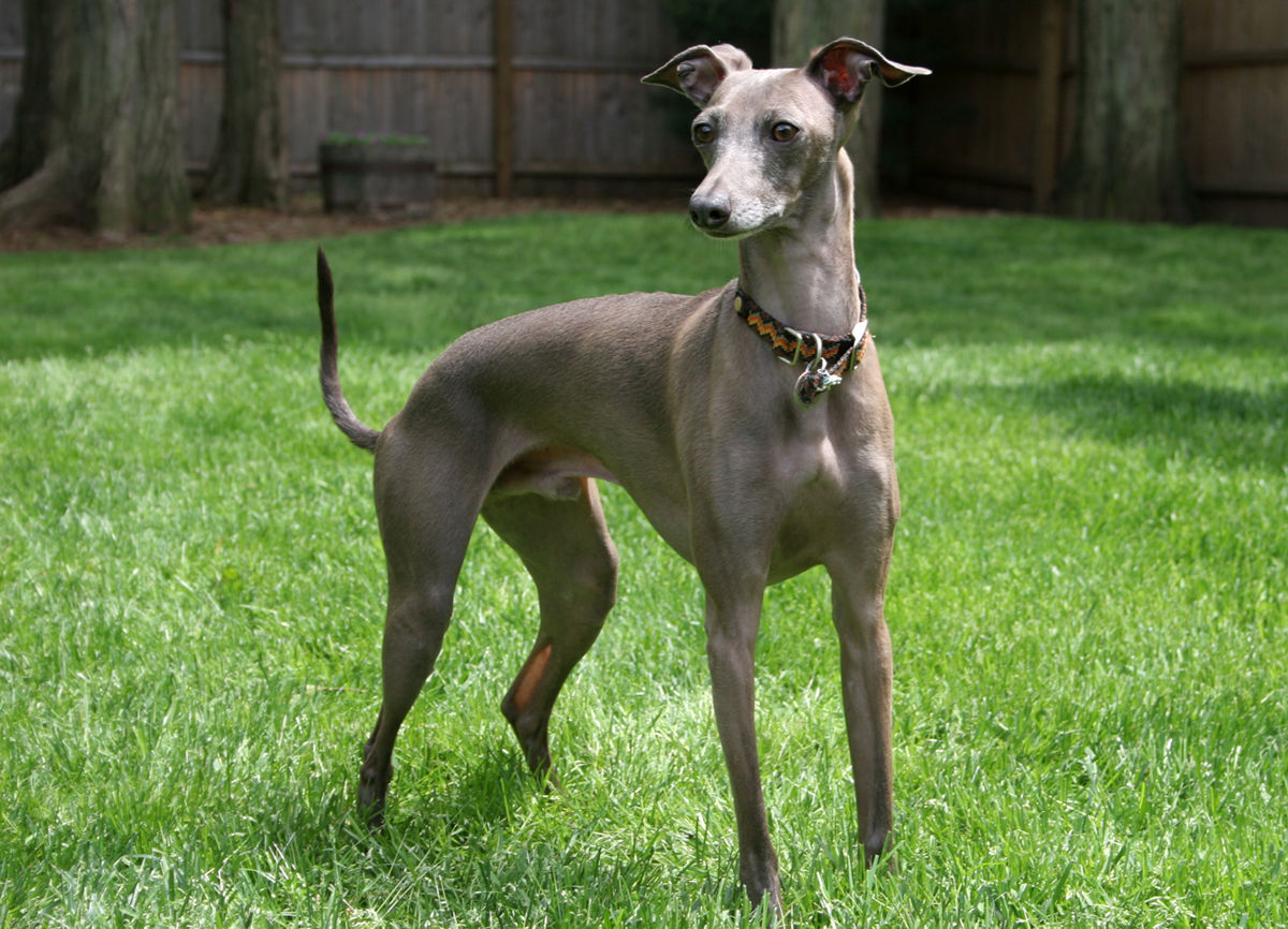 Italian Greyhound